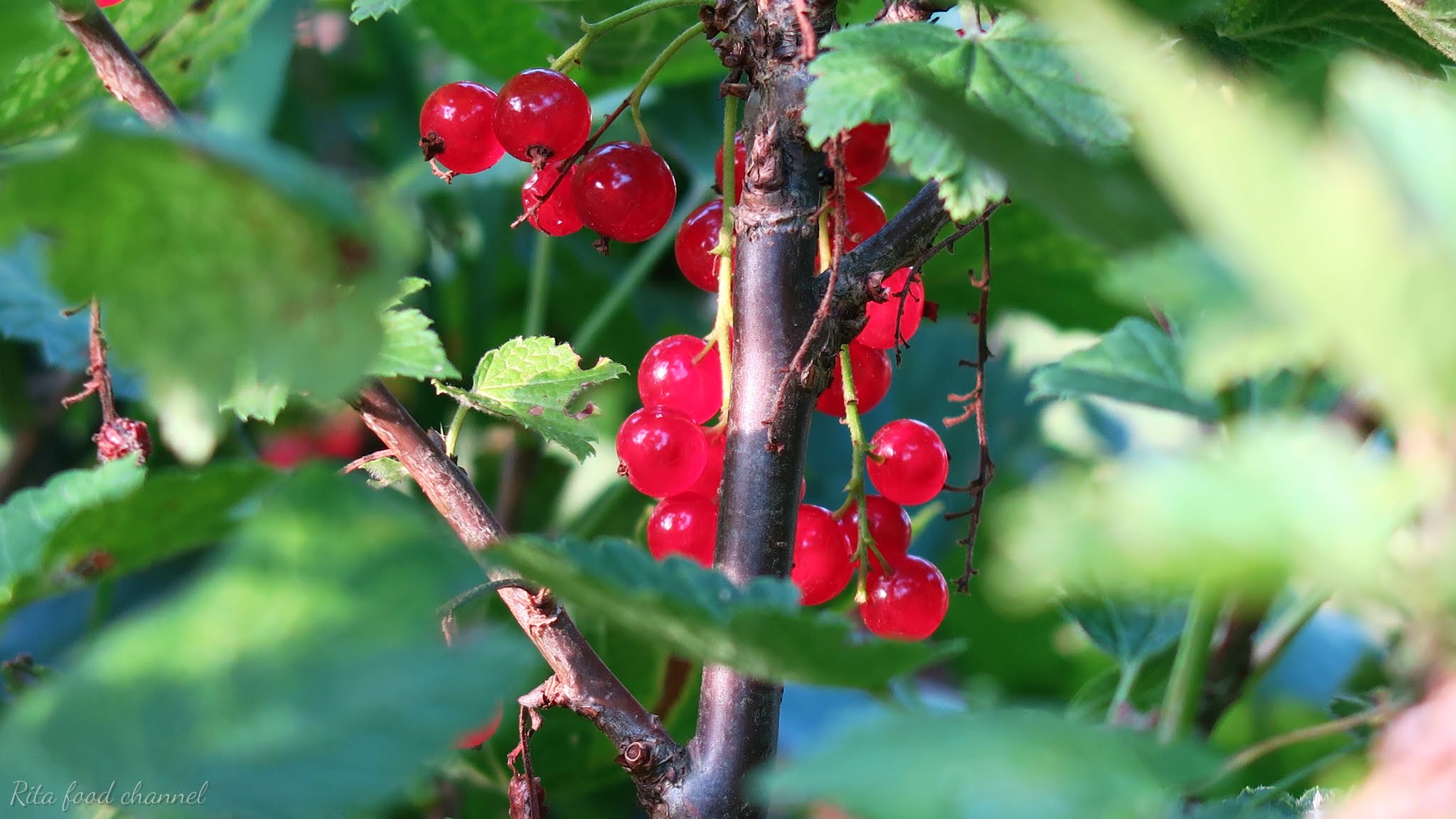 porzeczka czerwona czerwona porzeczka