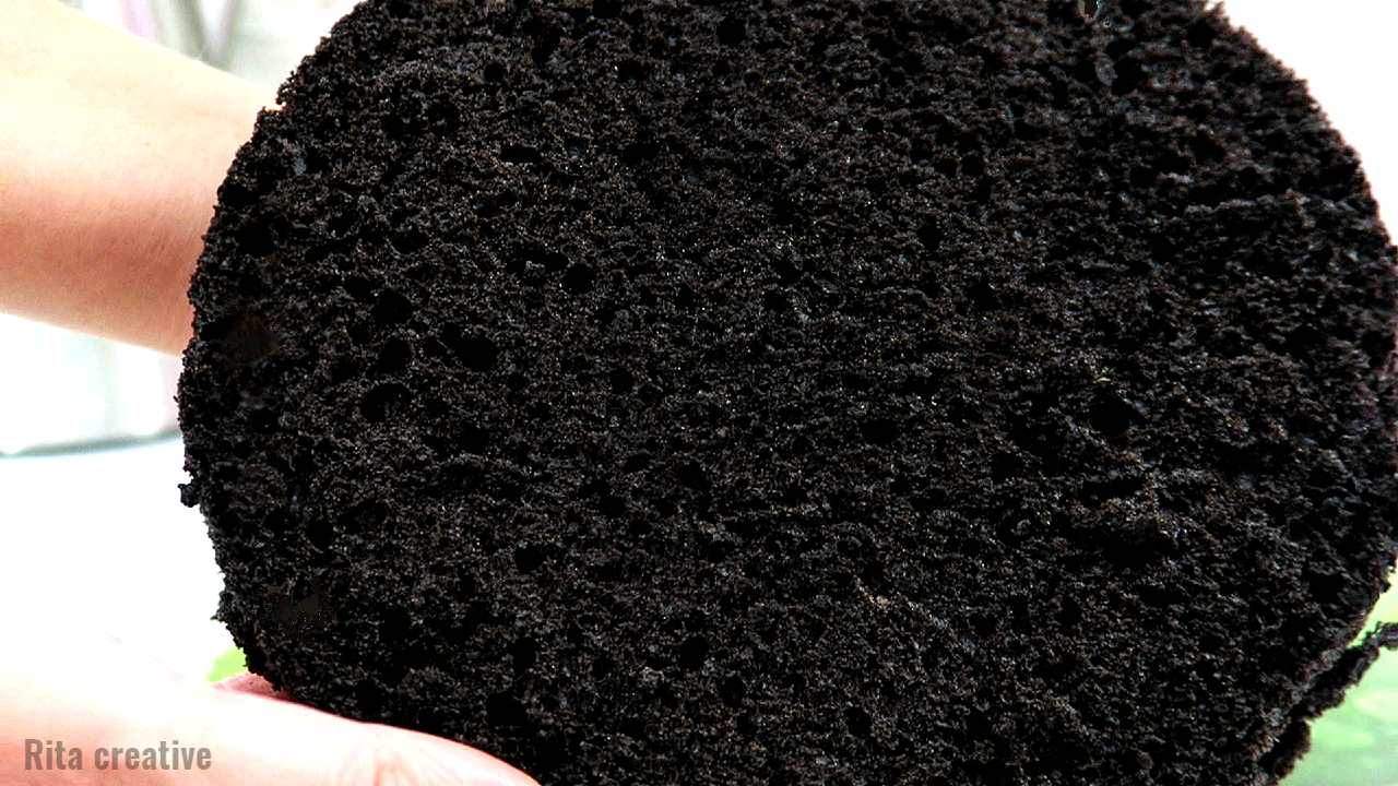 Czarny Biszkopt Biszkopt z czarnym kakao